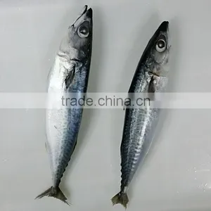 Pacific Mackerel Cheap Fish thumbnail-1