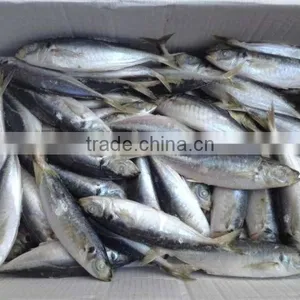 Fish of Frozen Horse Mackerel thumbnail-3