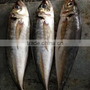 Frozen Horse Mackerel thumbnail-2