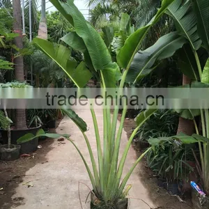 Ravenala Madagascariensis-Travelers Palm-trees-plants High 2-7m thumbnail-4