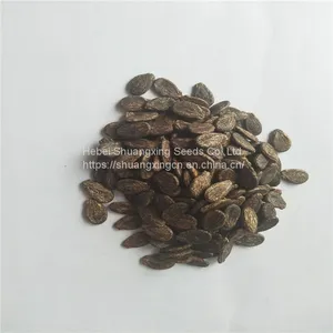 Early Maturity f1 Hybrid Watermelon Seeds thumbnail-2