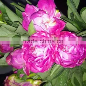 Color Hot Sell Three Heads White Peony thumbnail-1