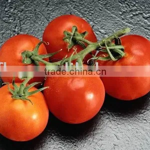 36-38 Brix Cold Break Tomato Paste thumbnail-1