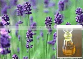Lavender Oil thumbnail-1