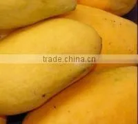 Fresh Sindhri Mango From Pakistan thumbnail-1