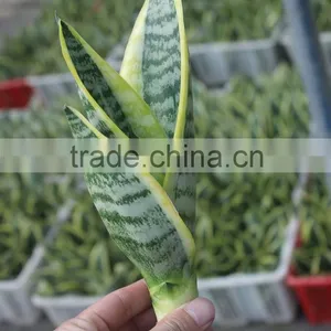 Green Plants for Residence thumbnail-2