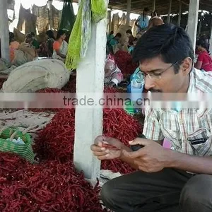 Indian Bulk Supply Red Chilli thumbnail-4
