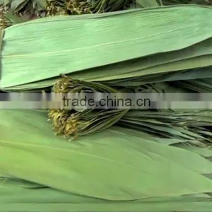 Dry Bamboo Leaf thumbnail-1