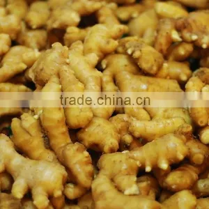 Wholesale Organic Common Cultivation Type Fresh Ginger thumbnail-6