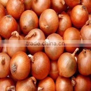 FRESH ONION thumbnail-1
