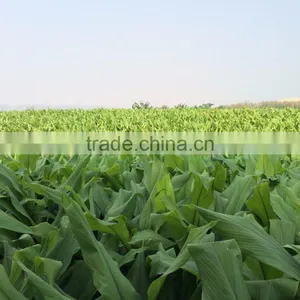 VIETNAM FRESH TURMERIC GOOD QUALITY thumbnail-3