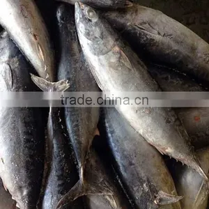 Frozen Bonito Tuna For Canned thumbnail-1