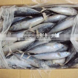 Frozen Bonito Tuna thumbnail-2