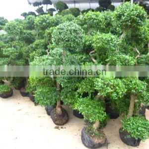Carmona Microphylla 2m Height Bonsai thumbnail-1