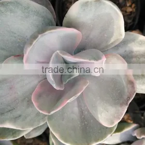 Succulent Plants Tropical Plants Decorative Plants Echeveria Decora Variegated thumbnail-1