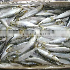 Frozen Sardine for Tuna Bait thumbnail-4