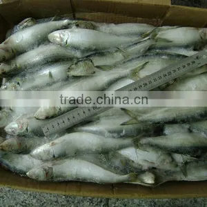 Sardinella Lemuru From Chinese Manufacture thumbnail-1