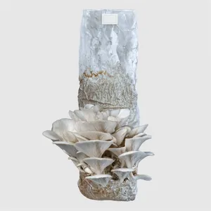 Mushroom Spawn Bags Filter Patch Bag for Mushroom Cultivation Microporous Filter Patch Spawn Incubation Bags thumbnail-1
