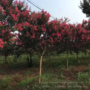 Price List of Crape Myrtle Trees in 2020 thumbnail-4