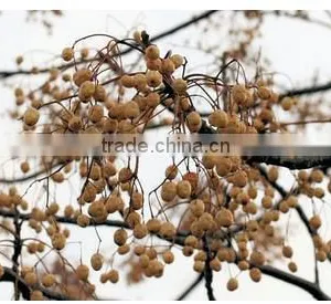 High Quality Organic Agriculture Melia Azedarach thumbnail-1