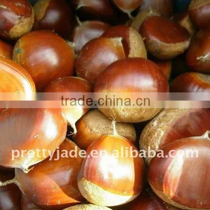 Fresh Chestnut 10kg/gunny Bag thumbnail-1
