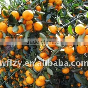 Mandarin Orange thumbnail-1
