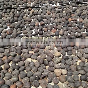 Ball Sea Cucumber Vietnam, Pingpong Fish, Holothuria Spp thumbnail-6