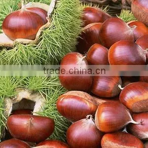 Frozen Chestnut Kernels thumbnail-1