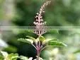 Holy Basil Oil Natural thumbnail-1