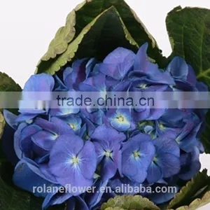 Colorful Hydrangea High Quality Natural White Hydrangea From Yunnan, China thumbnail-5