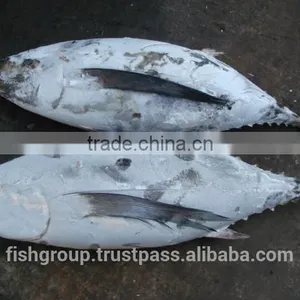 ALBACORE WHOLE ROUND thumbnail-6