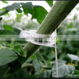 Tomato Hooks thumbnail-1