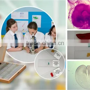 Teaching Chick Embryo Microscope Slides thumbnail-1