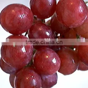 Fresh Style and Grapefruit Type Fresh Fruit From China thumbnail-4