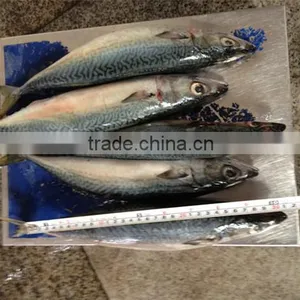 Fresh Frozen Mackerel Prices Competitive thumbnail-1