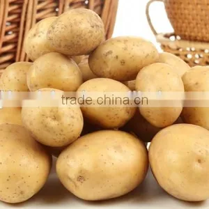 New Crop Fresh Shandong Potato for Sale thumbnail-5