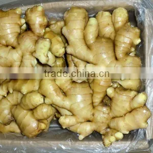 Competitive Price Fresh Ginger thumbnail-1
