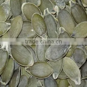 Pumpkin Seeds for Oil thumbnail-1