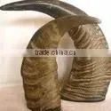 Buffalo Horn Tips thumbnail-1