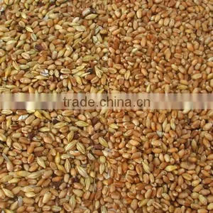 High Capacity CCD Wheat Color Sorter With Resort Configuration thumbnail-4