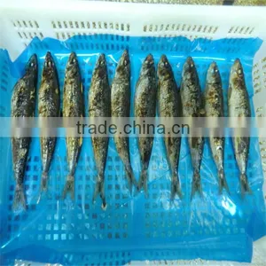 Super Market With Wholesale Fresh Fish thumbnail-1