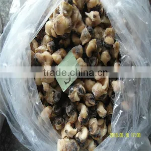 Frozen Conch Shell Ring thumbnail-1