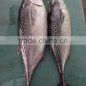 Superior Fresh W/r Bonito Tuna thumbnail-1
