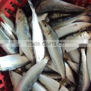 Frozen Whole Round Sardine for Tuna Bait thumbnail-3