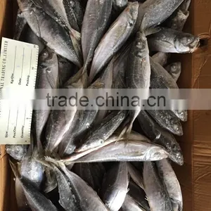 Horse Mackerel 20cm+ 2016 Seafrozen thumbnail-4