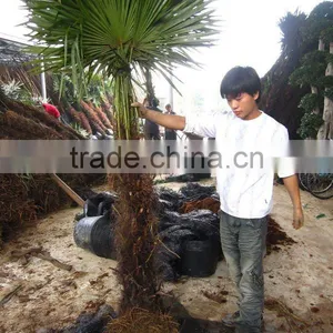 Trachycarpus Fortunei for Sell thumbnail-1