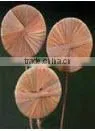 Sola Flower thumbnail-1