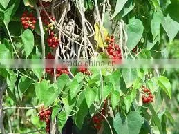 Tionospora Cordifolia thumbnail-1