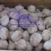 White Garlic 1kg thumbnail-1