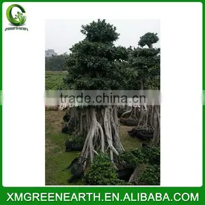 Ficus Microcarpa Bonsai 2.5-3m(2) thumbnail-2